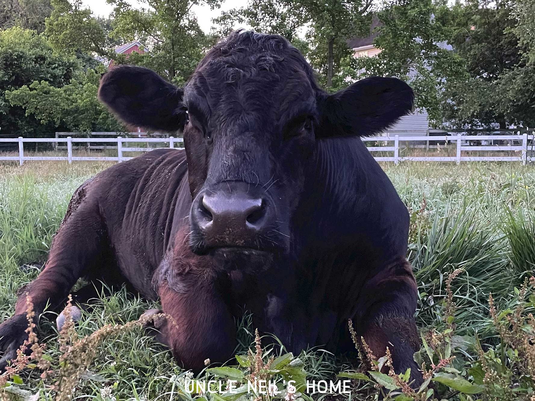 Laz of Uncle Neil’s Home Laz of Uncle Neil's Home