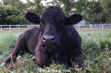 Laz of Uncle Neil's Home