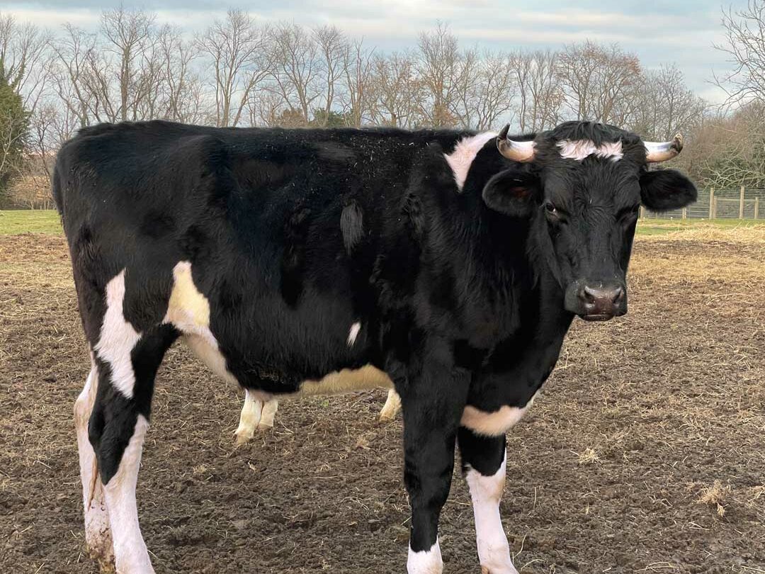Sylvester-UNH-2023