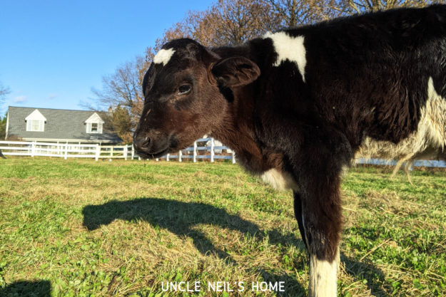 Sylvester of Uncle Neil's Home