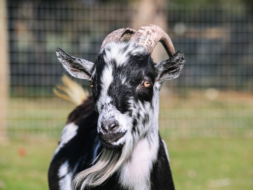 Gerald-goat-Uncle-Neils-Home