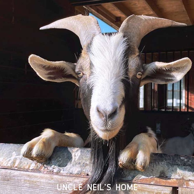 Boris of Uncle Neil's Home