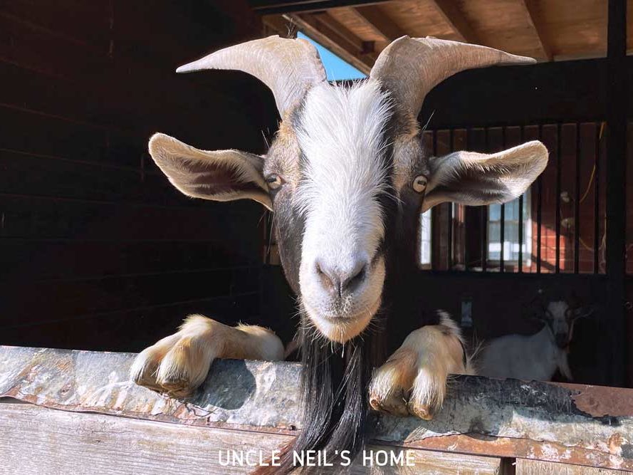 Boris of Uncle Neil’s Home Boris of Uncle Neil's Home