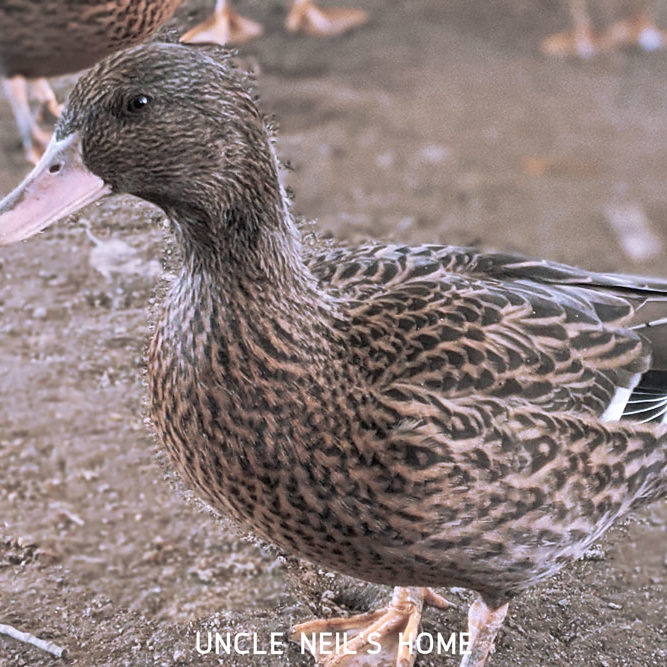 Daffy Duck of Uncle Neil's Home