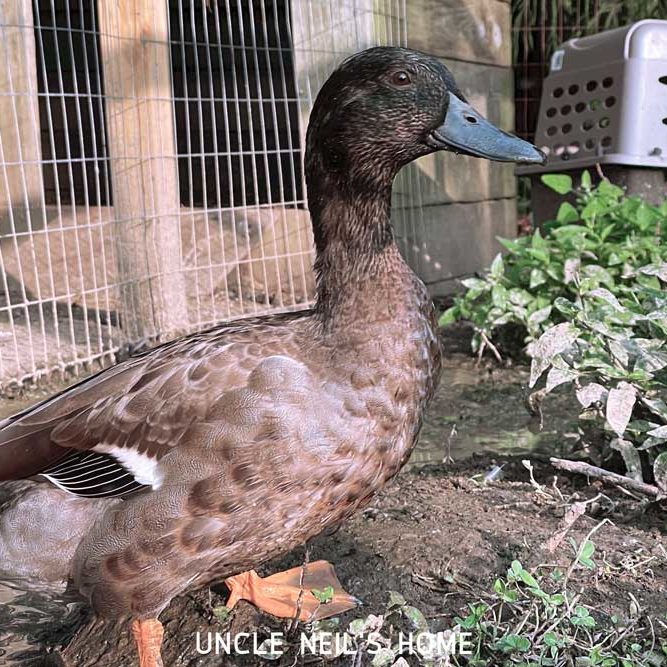 Darkwing of Uncle Neil's Home