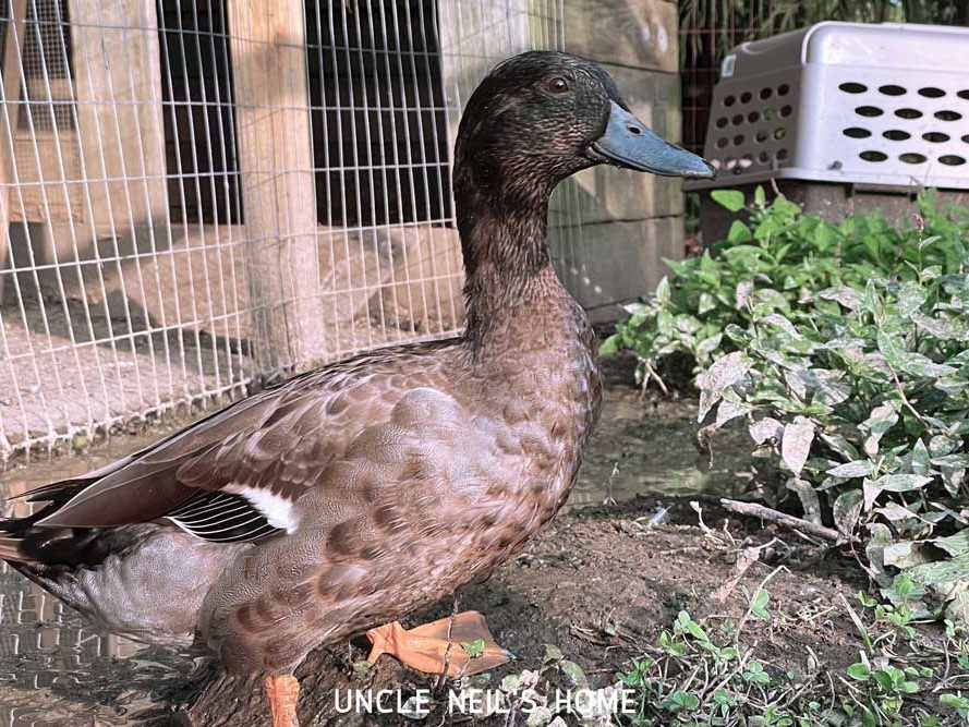 Darkwing of Uncle Neil's Home