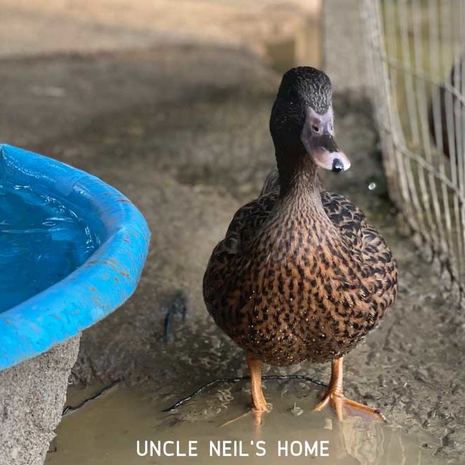 Disco Duck of Uncle Neil's Home