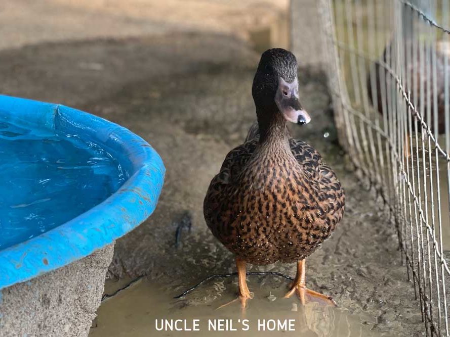 Disco Duck of Uncle Neil's Home