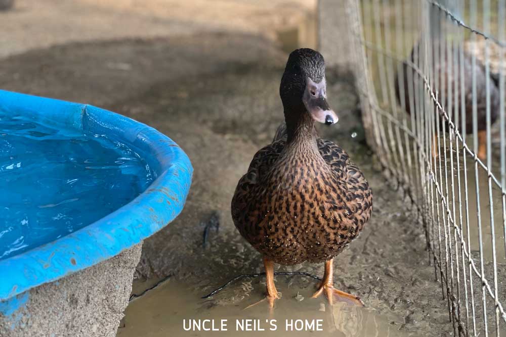 Disco Duck of Uncle Neil's Home