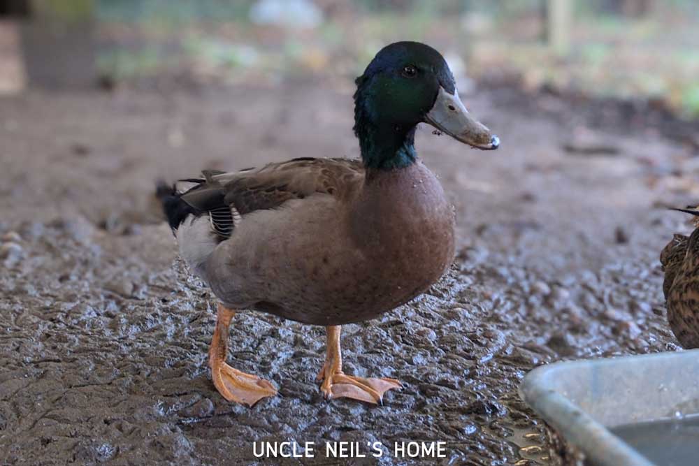 Donald Duck of Uncle Neil's Home