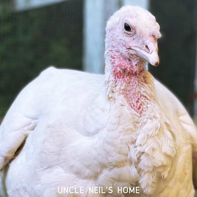 Gracie of Uncle Neil's Home