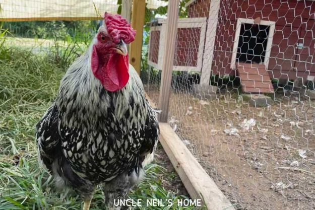 Hildy of Uncle Neil's Home