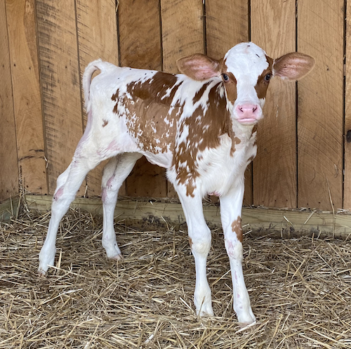 Buttercup - Cow at Uncle Neil's Home