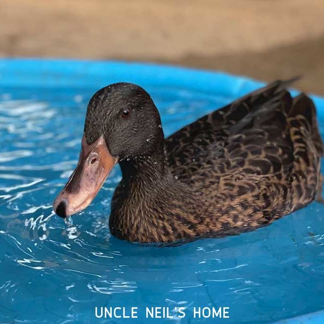 Lucky Duck of Uncle Neil's Home