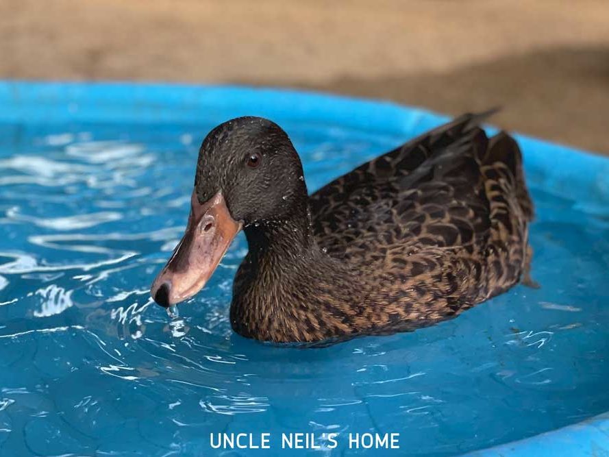 Lucky Duck of Uncle Neil's Home