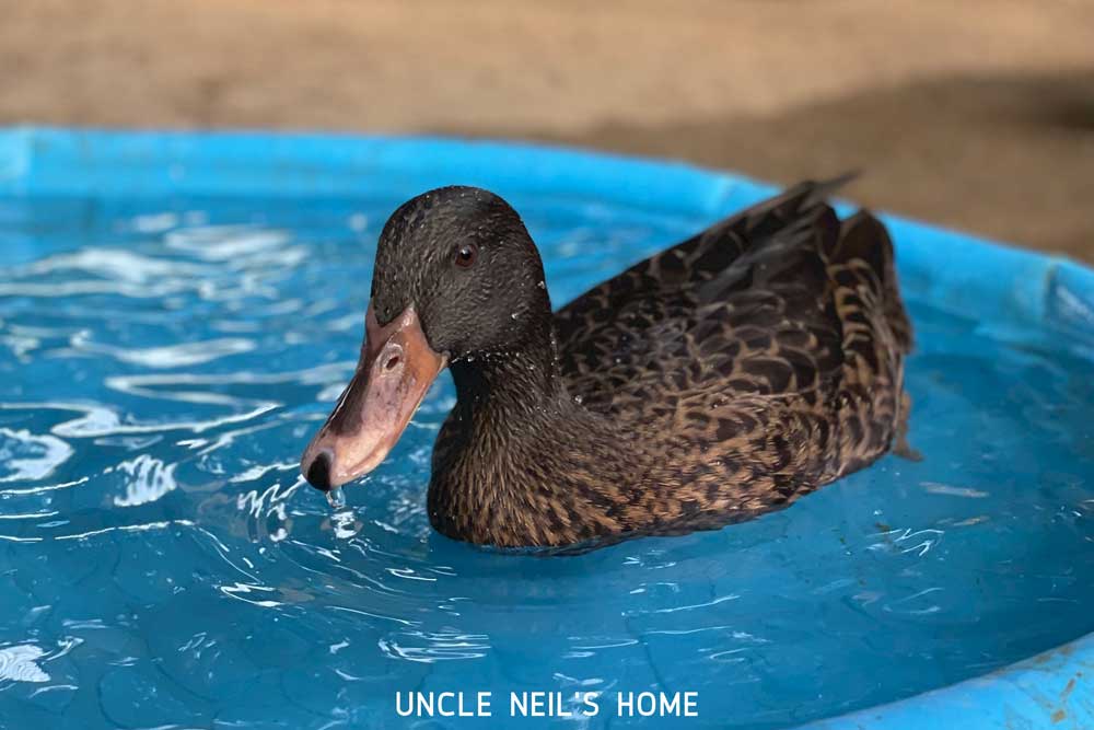 Lucky Duck of Uncle Neil's Home