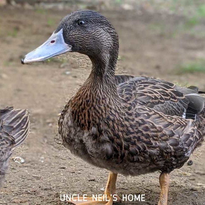 Mighty Duck of Uncle Neil's Home