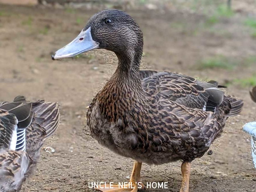 Mighty Duck of Uncle Neil’s Home Mighty Duck of Uncle Neil's Home