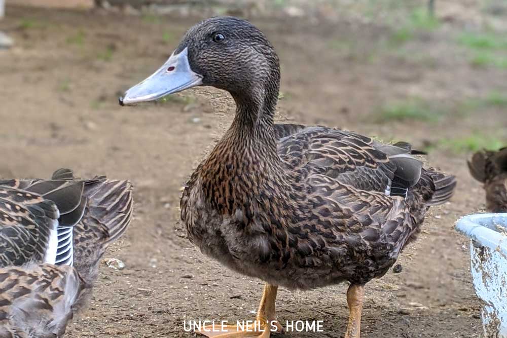 Mighty Duck of Uncle Neil's Home