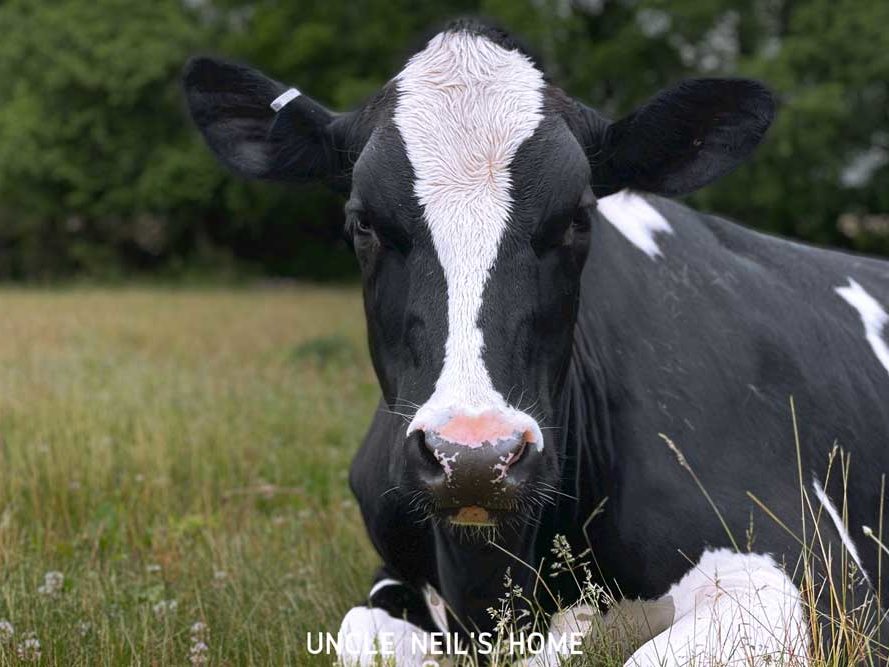 Minnie of Uncle Neil’s Home Minnie of Uncle Neil's Home