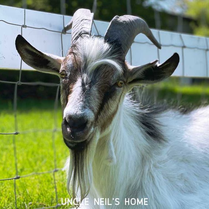 Moe of Uncle Neil's Home