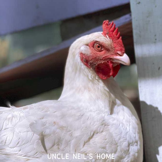 Rosie of Uncle Neil's Home