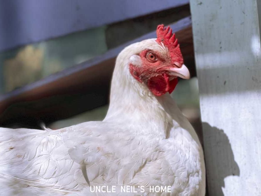 Rosie of Uncle Neil's Home