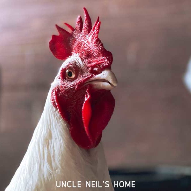 Steven of Uncle Neil's Home