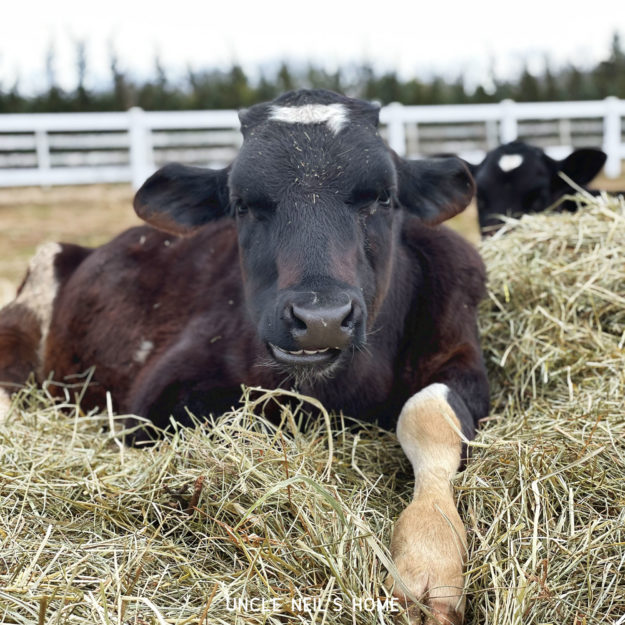 Sylvester of Uncle Neil's Home