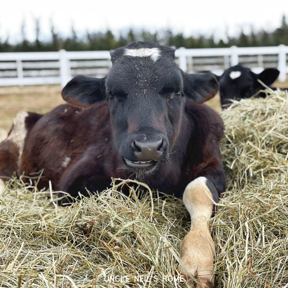 Sylvester of Uncle Neil's Home