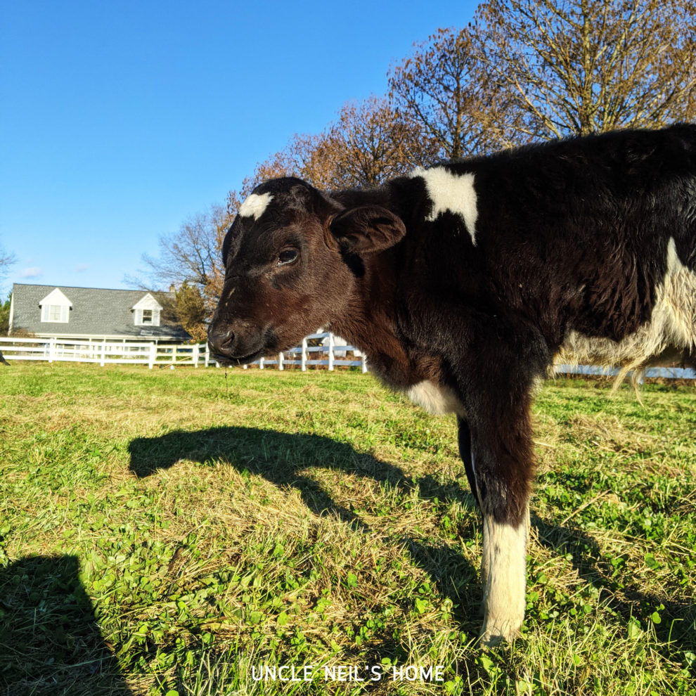 Sylvester of Uncle Neil's Home