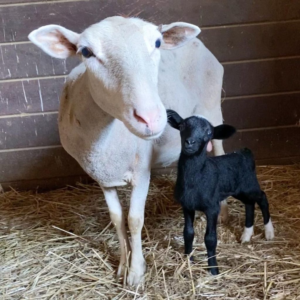 Mama Sheep and Baby Lamb