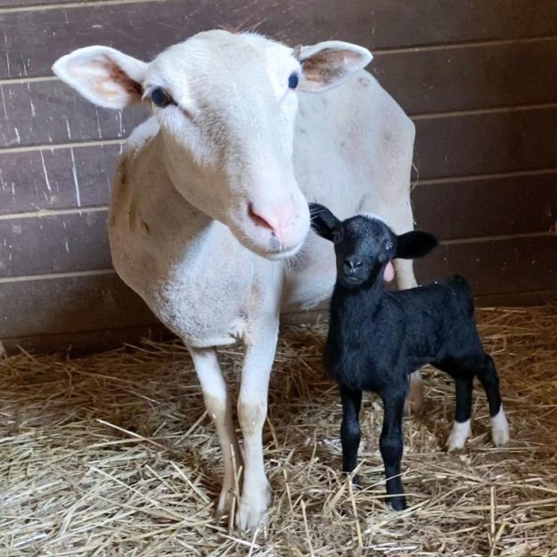 Mama Sheep and Baby Lamb Mama Sheep and Baby Lamb