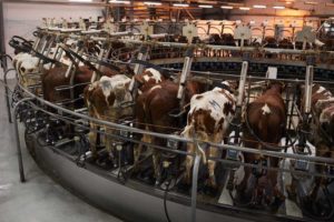 Cows forced into milk collecting maching at dairy farm