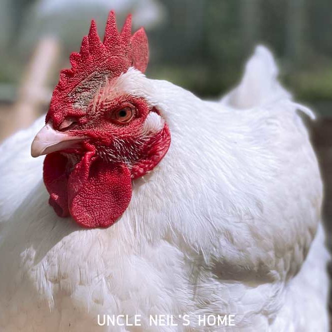 Willie of Uncle Neil's Home