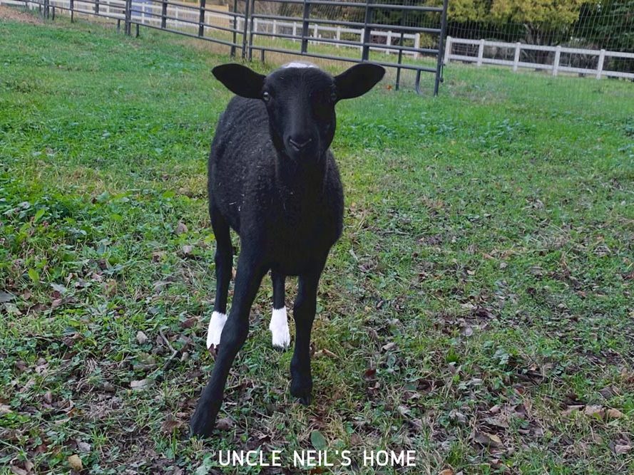 Theodore, resdient of Uncle Neil’s Home Theodore, resdient of Uncle Neil's Home