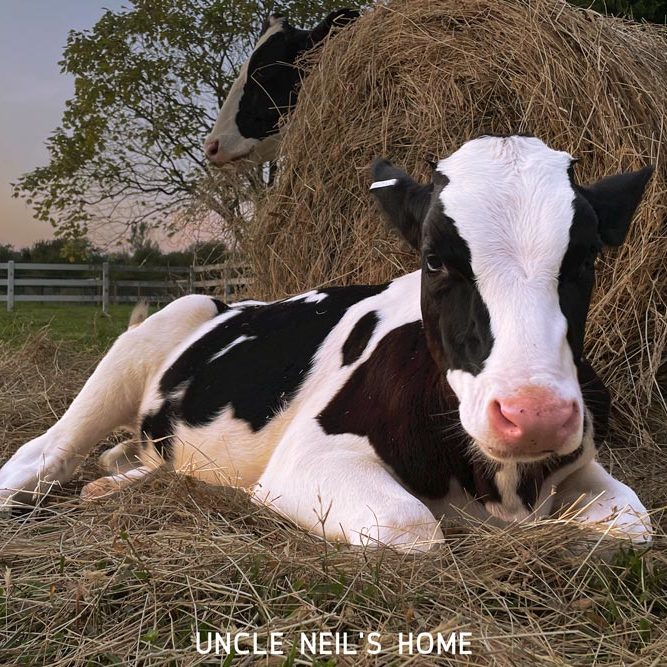 laz-uncle-neil-s-home-a-farm-sanctuary