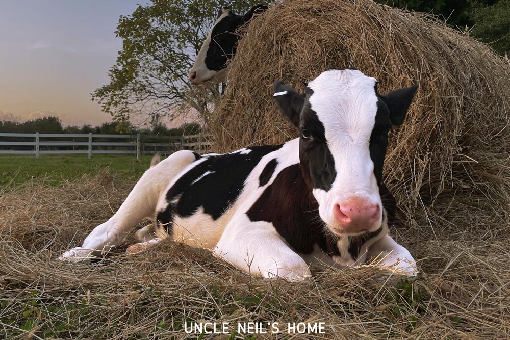 Forrest of Uncle Neil's Home Forrest of Uncle Neil's Home