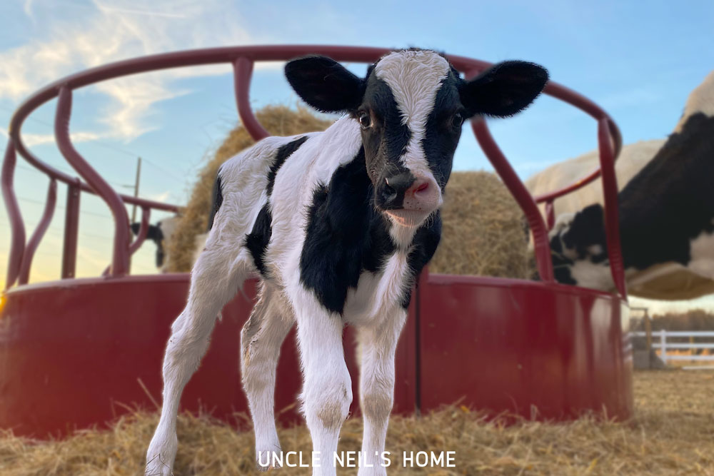 UNH Valentino calf UNH Valentino calf