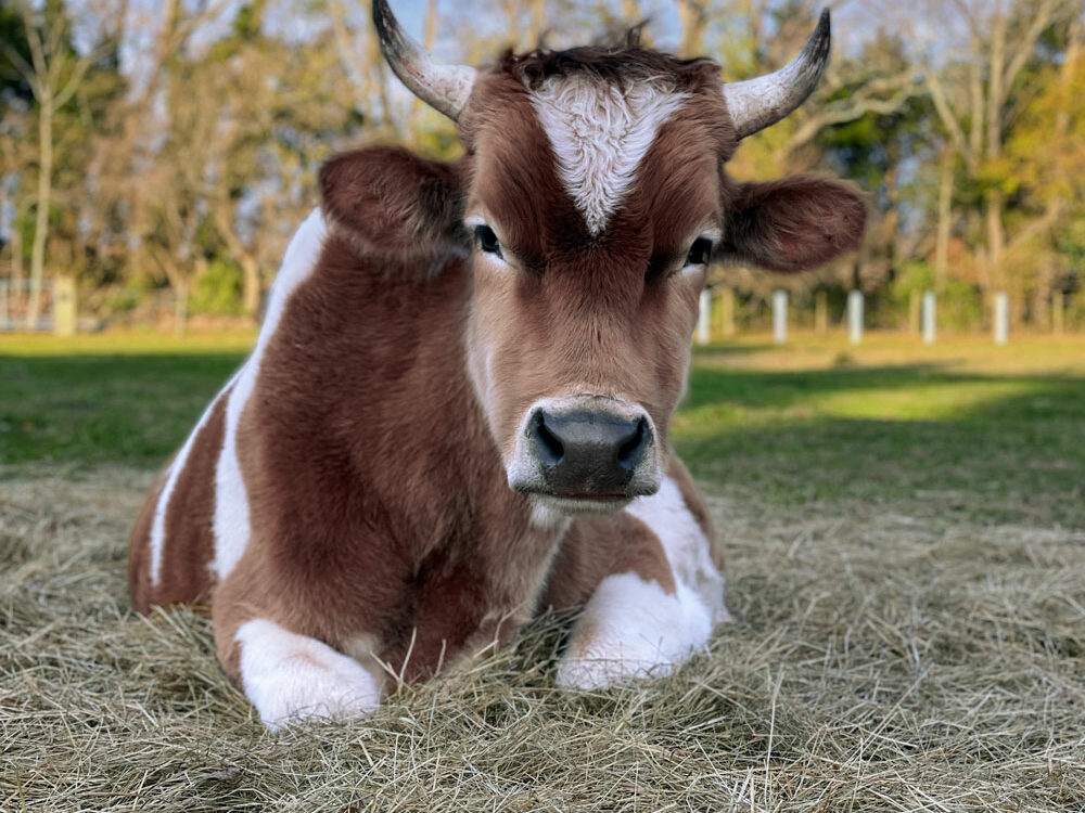 Franklin-goat-Uncle-Neils-Home