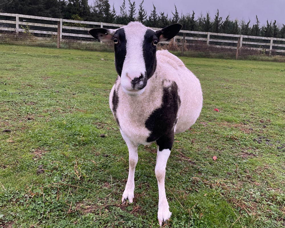 Josephine-2022-Uncle-Neils-Home