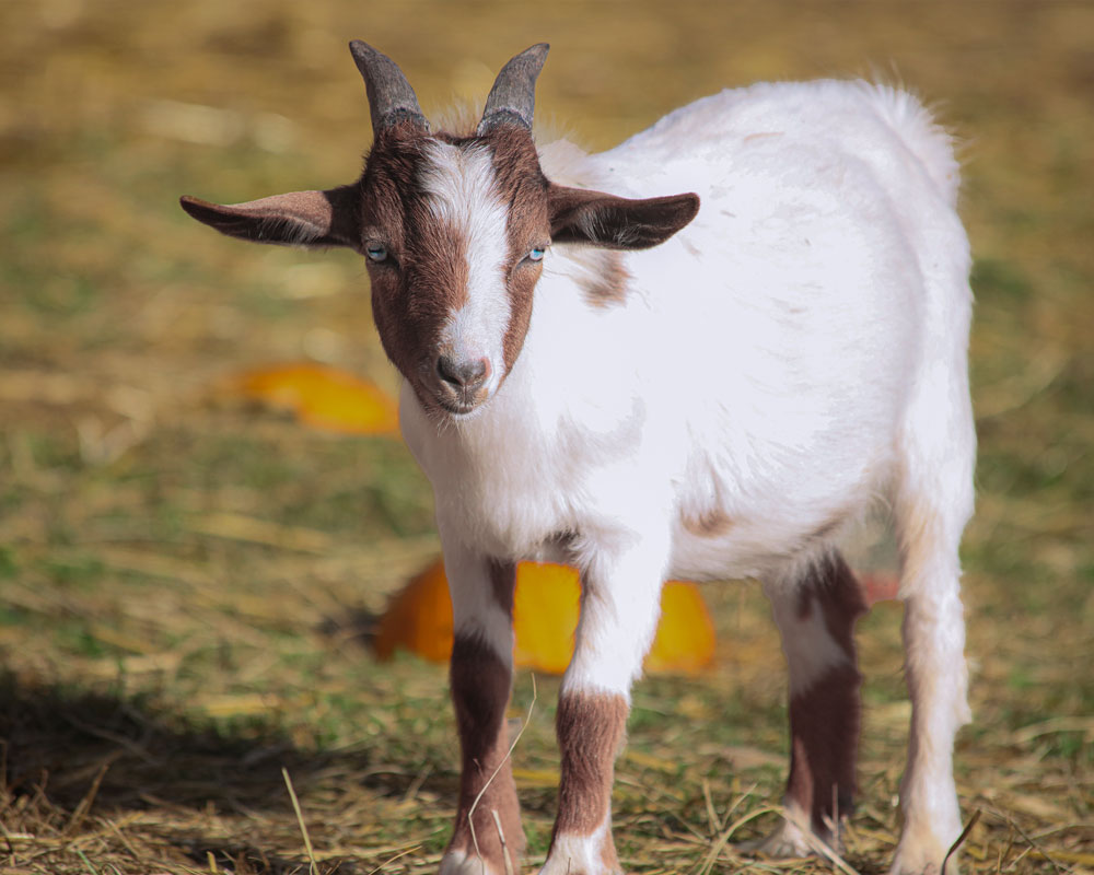 Poe-goat-Uncle-Neils-Home