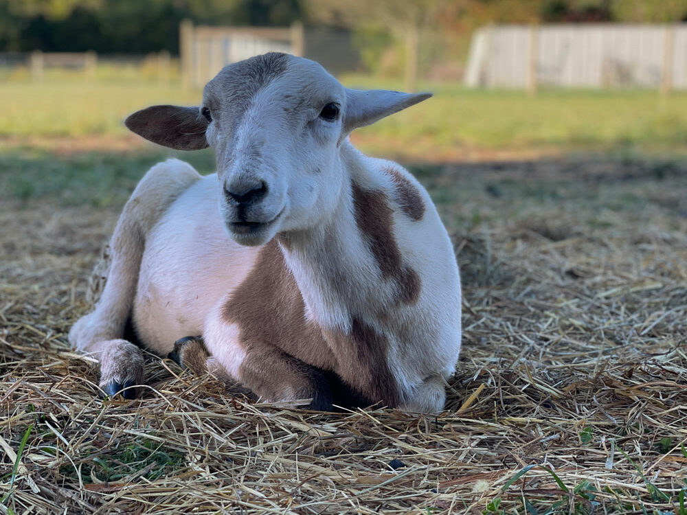 Roo-2022-Uncle-Neils-Home