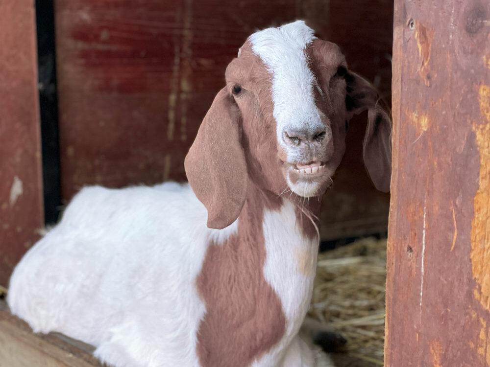 Sally-goat-Uncle-Neils-Home