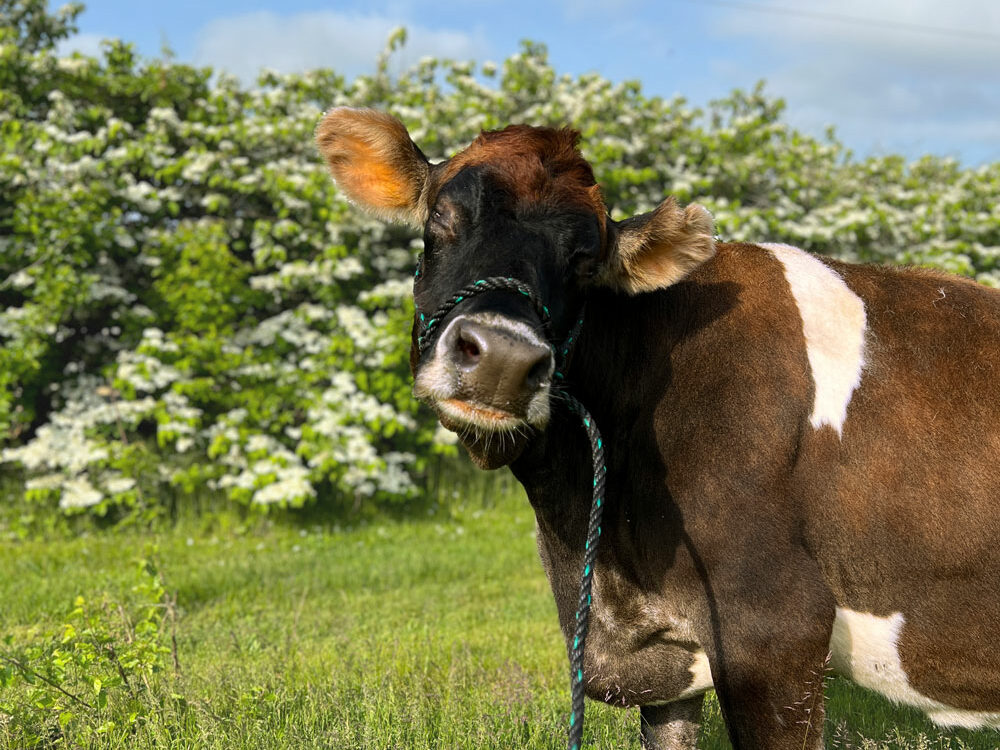 UNH-Helen-19-year-old-blind-cow-rescued-from-the-dairy-industry