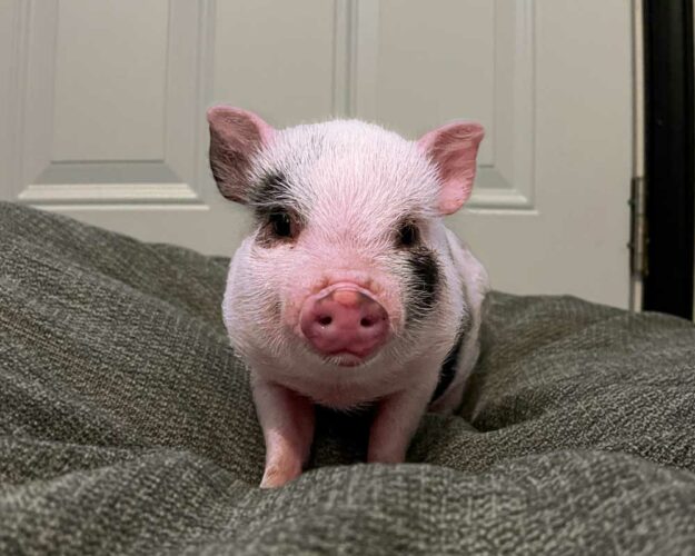 Tootsie | UNH Resident