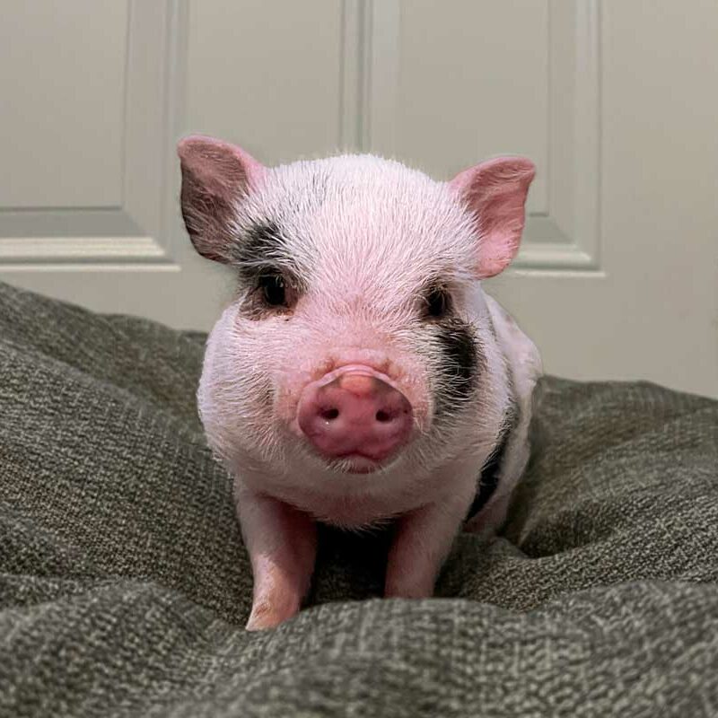 Tootsie | UNH Resident