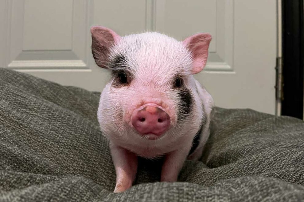 Tootsie | UNH Resident