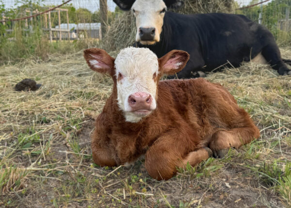 lily-uncle-neils-home-a-farm-sanctuary