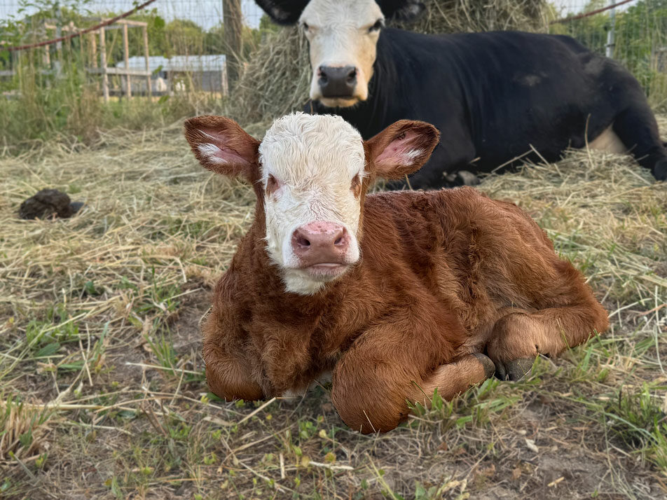Lily the blind cow living in sanctuary at Uncle Neils Home